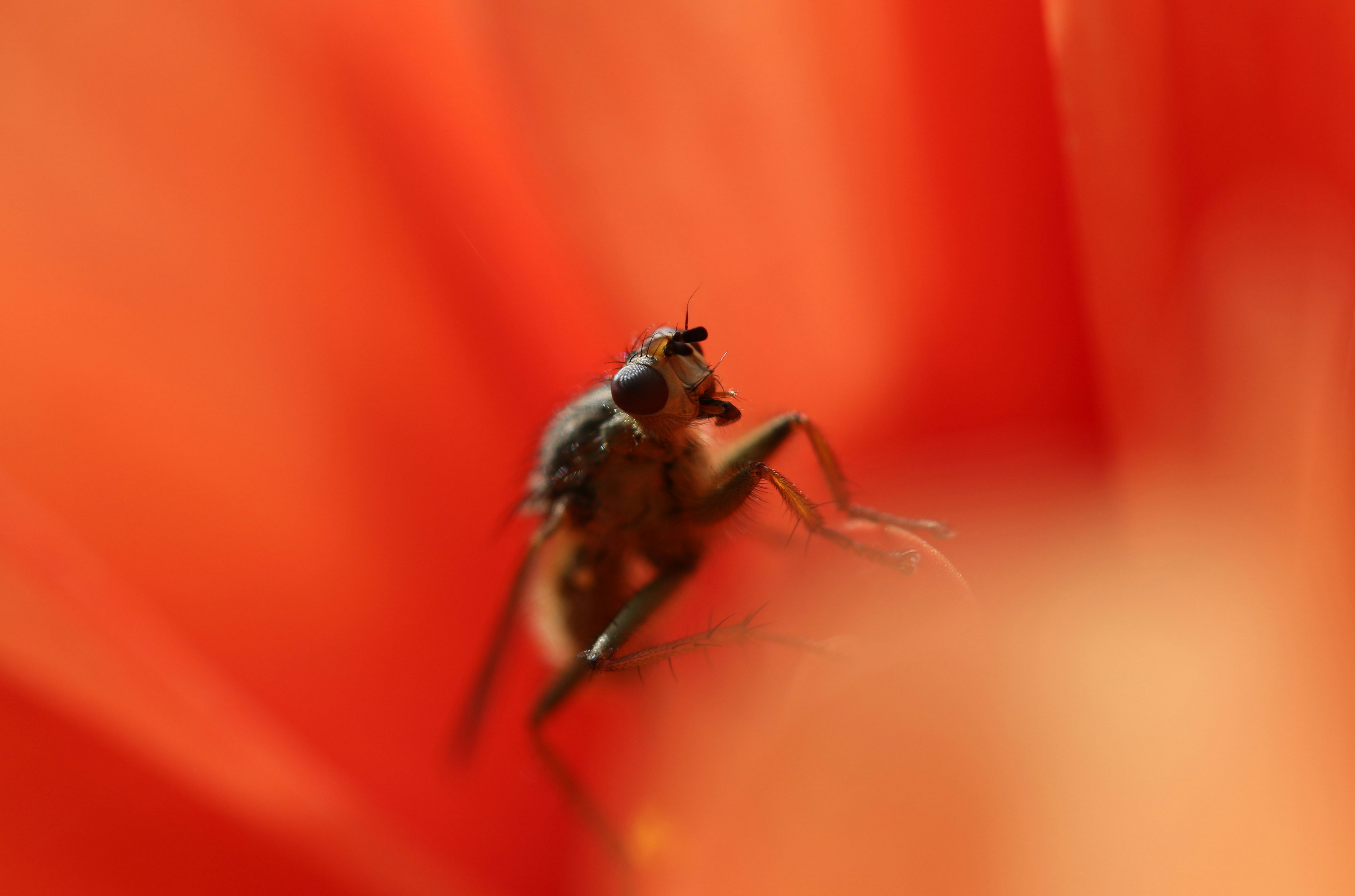 closeup photo of brown bee sipping the nectar of flower